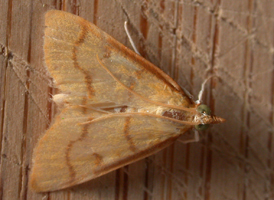 Northern Helvibotys